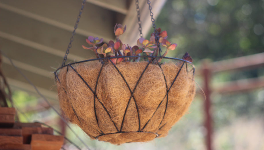 hanging plant