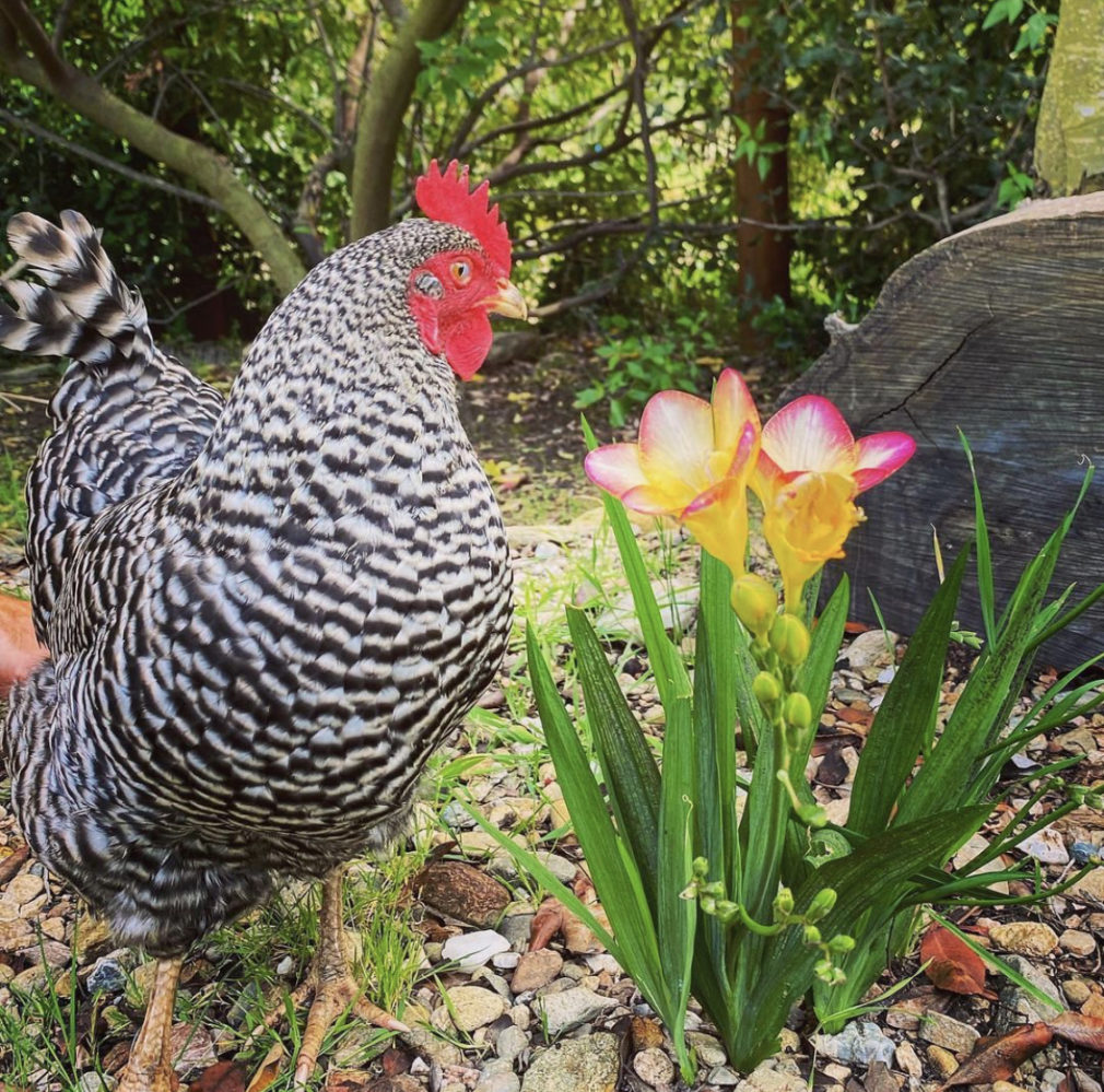 a chicken standing next to flowers