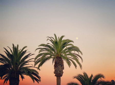 sunset with the top of palm trees