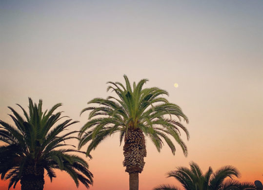 sunset with the top of palm trees