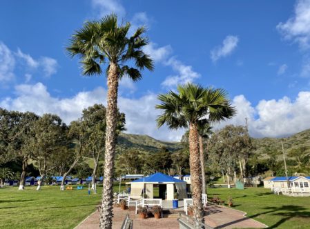 two tall palm trees at the end of the dock