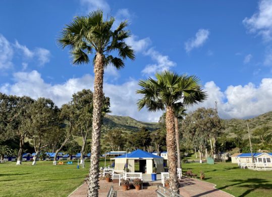 two tall palm trees at the end of the dock